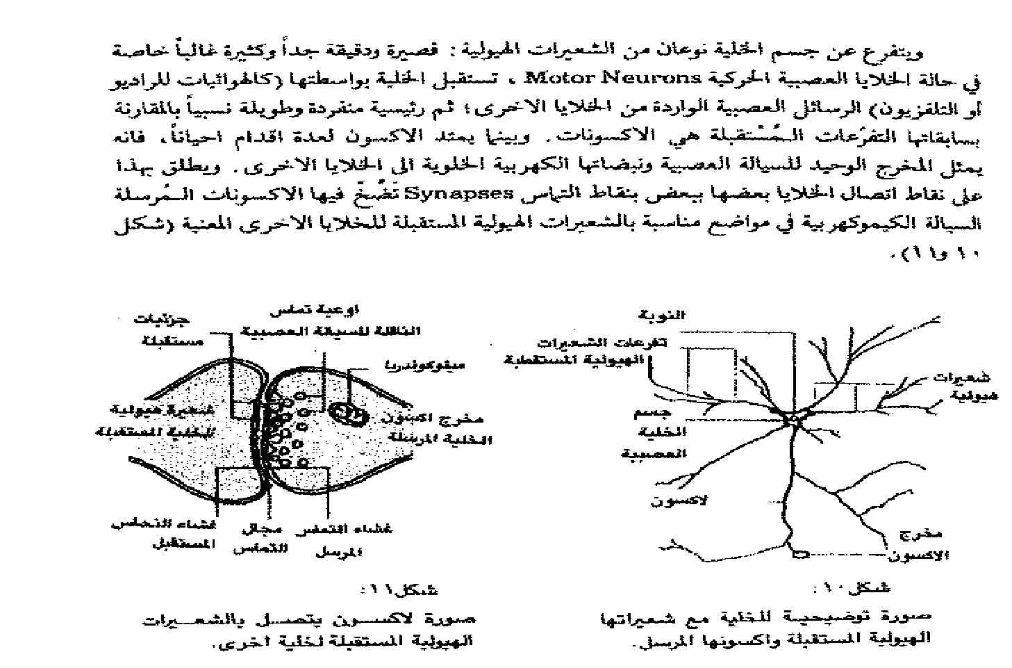 الدماغ والادراك والذكاء والتعلم دراسة فيسيولوجية لماهياتها ووظائفها وعلاقاتها pdf - صورة ومقتطق الاكتروني من الكتاب